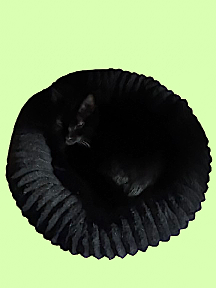 The Dark Donut