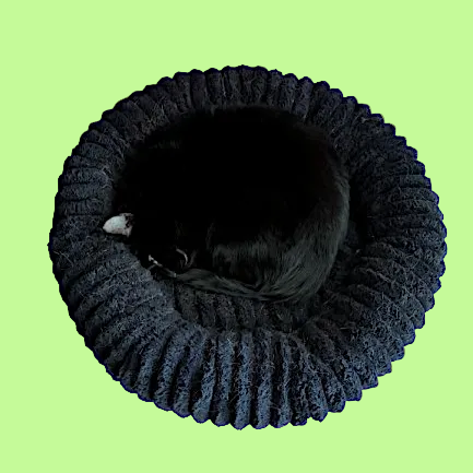 The Dark Donut