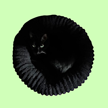 The Dark Donut