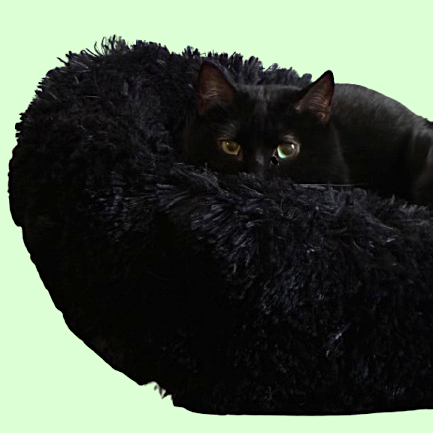 Black cat in a fluffy dark blue pet bed on a light green background

