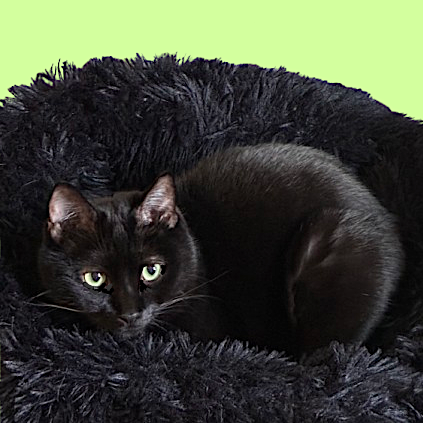 Black cat lying on a fluffy black pet bed against a green background