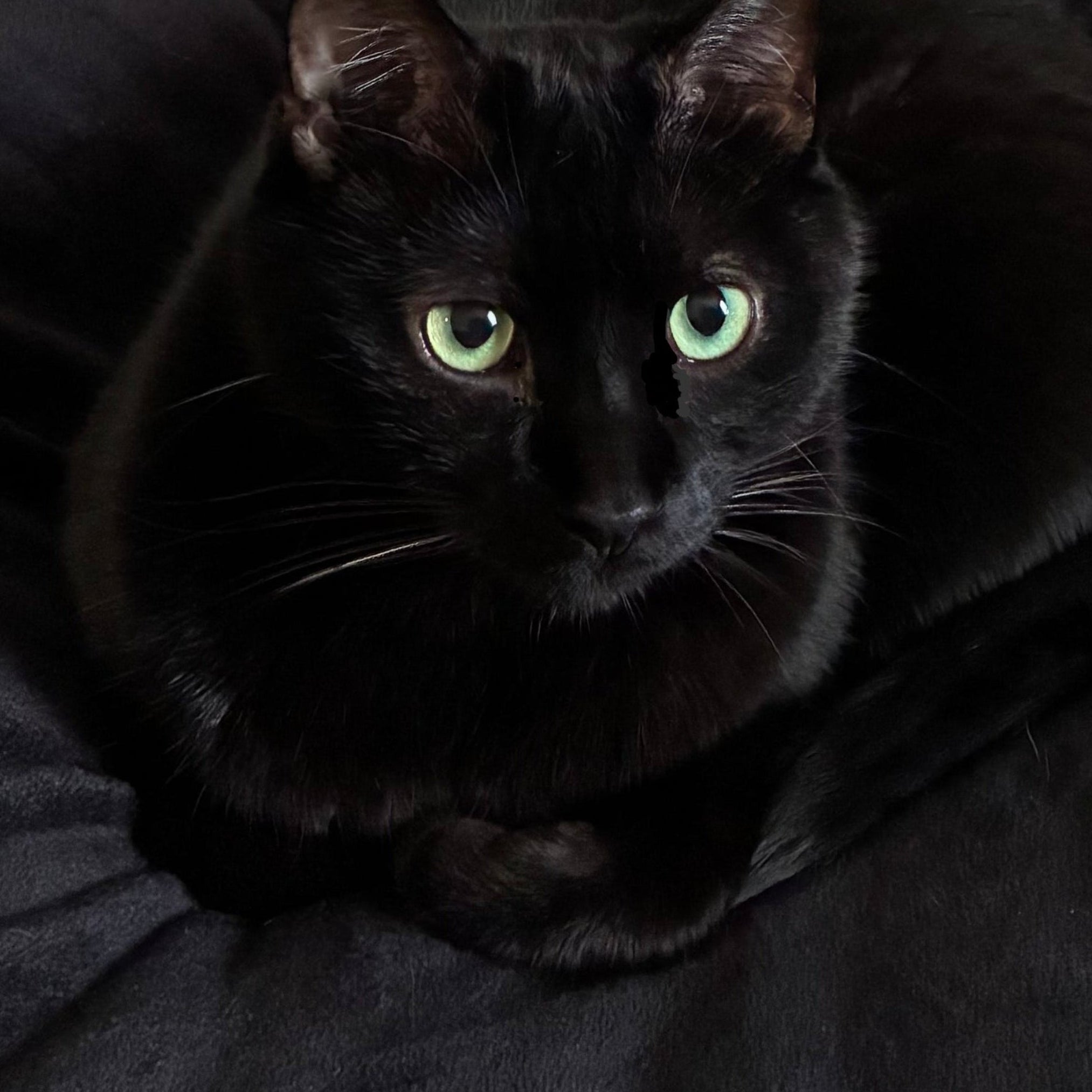 Black cat on black blanket.

